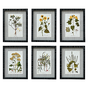Набор постеров Herbarium Yellow Flowers