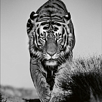 Книга Beusker. Look into my Eyes варинант исполнения - 6 | Loft Concept в Твери