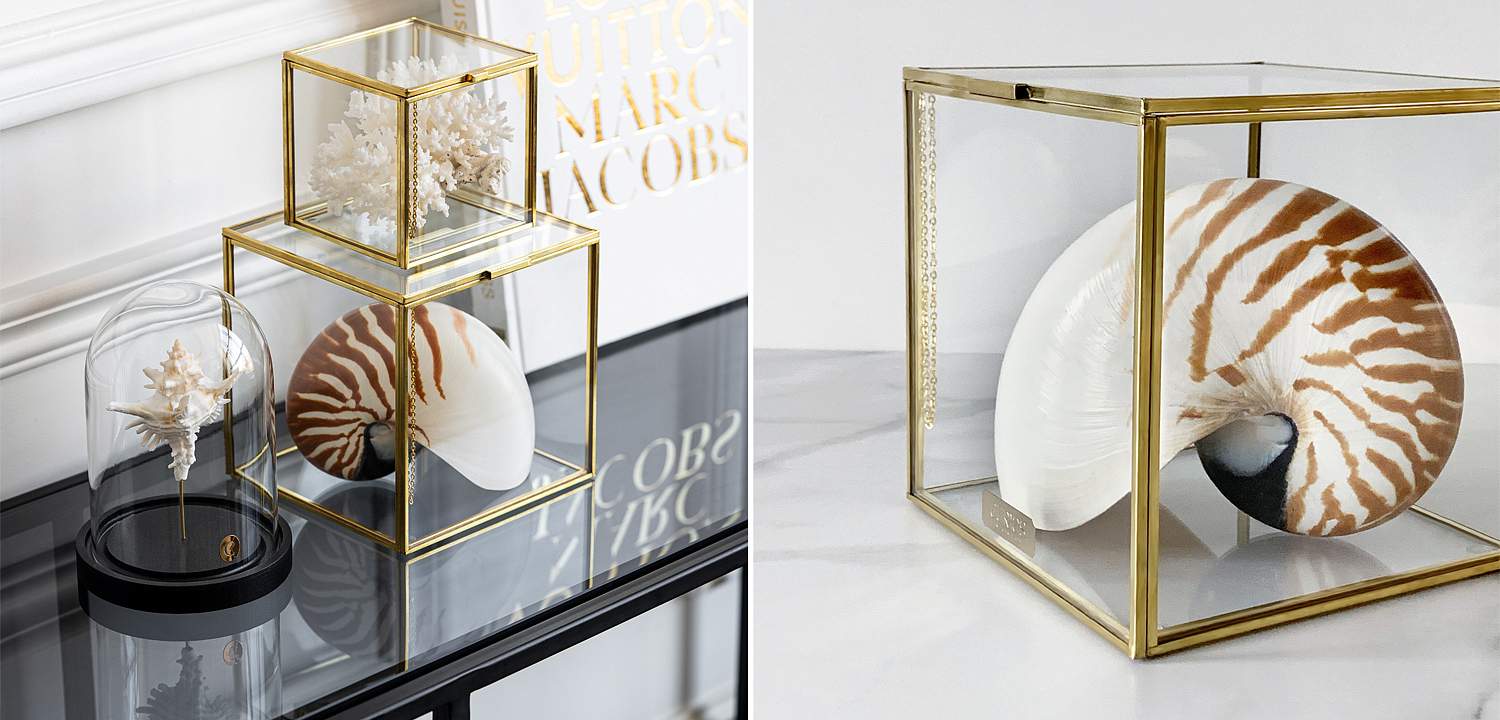 Статуэтка Nautilus Pompilius Glass Box M Статуэтка Nautilus Pompilius Glass Box M - Loft-Concept в Твери