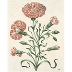 Книга цветов 22 постера Maria Sibylla Merian: 22 Pull-Out Posters варинант исполнения - 4 | Loft Concept в Твери