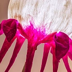 Торшер фуксия «Цветы из снов»  варинант исполнения - 4 | Loft Concept в Твери