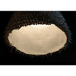 Светильник Acus варинант исполнения - 3 | Loft Concept в Твери