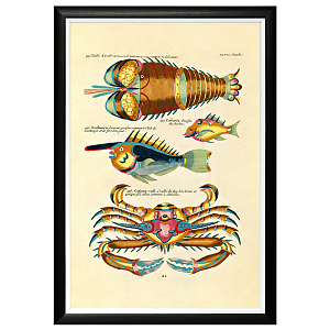 Постер в черной раме Fish Guide 29