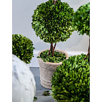 Декоративный искусственное растение Single boxwood варинант исполнения - 3 | Loft Concept в Твери