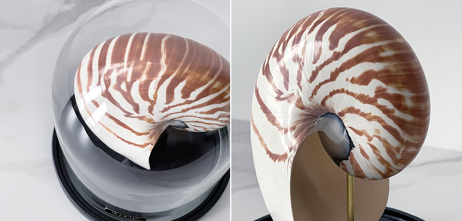 Статуэтка Nautilus Pompilius Glass Cloche Статуэтка Nautilus Pompilius Glass Cloche - Loft-Concept в Твери