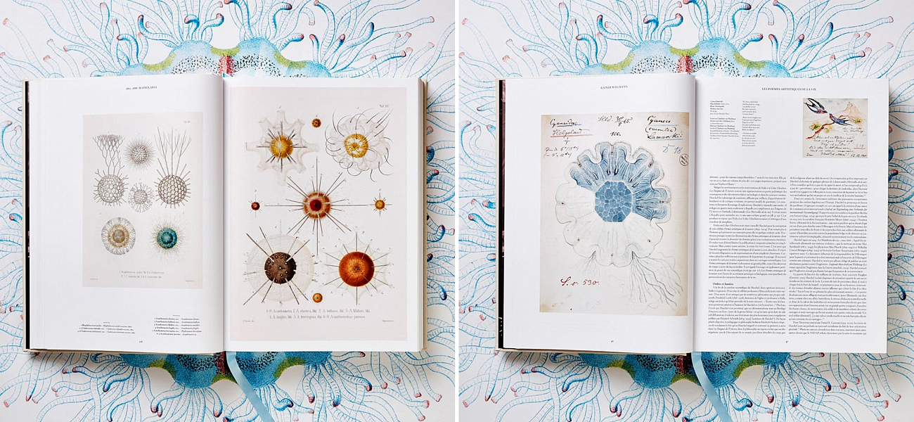 The Art and Science of Ernst Haeckel XXL The Art and Science of Ernst Haeckel XXL - Loft-Concept в Твери