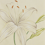 Обои ручная роспись Lilium Special Colourway on Ivory dyed silk варинант исполнения - 1 | Loft Concept в Твери