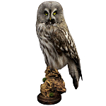 Чучело Совы таксидермия варинант исполнения - 1 | Loft Concept в Твери