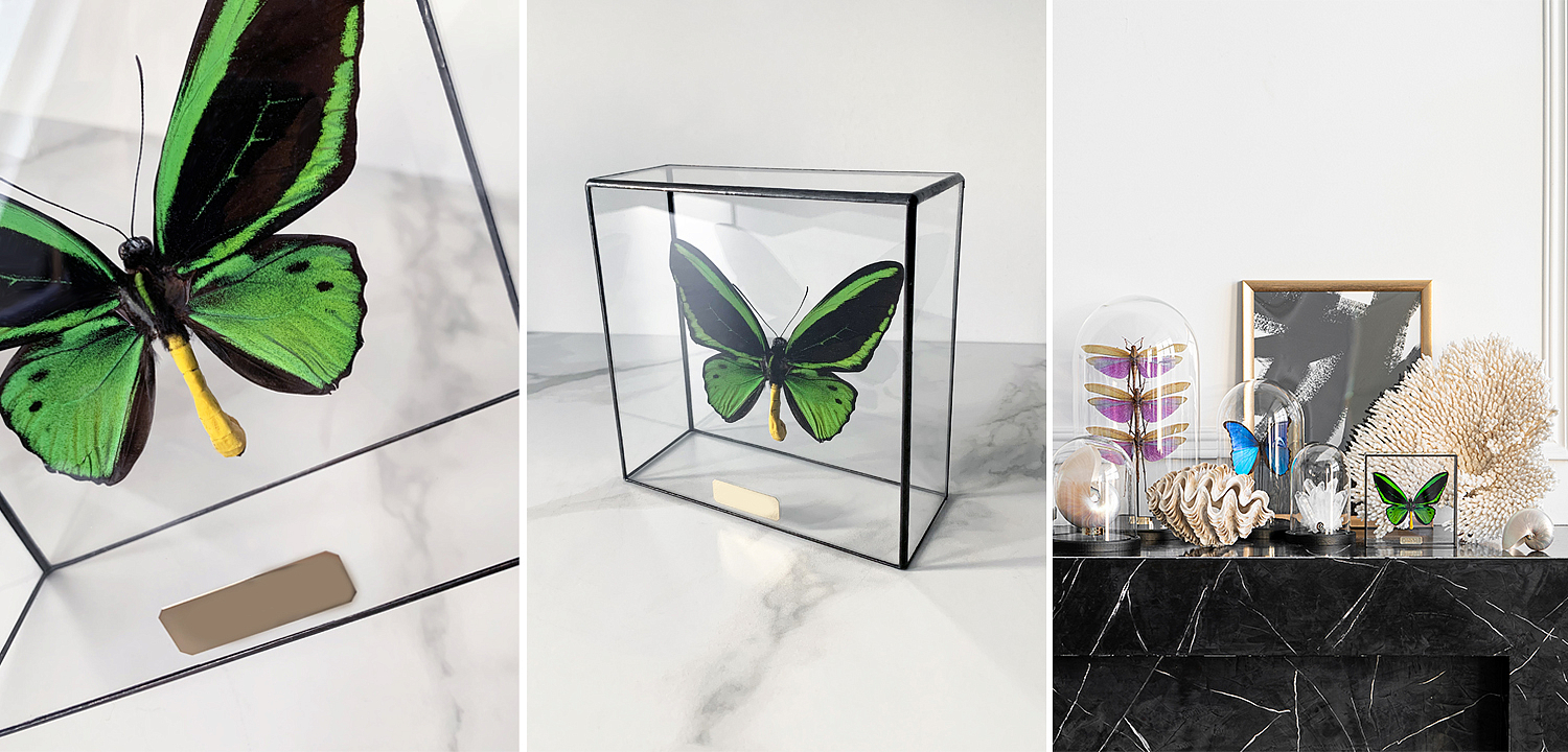 Статуэтка Butterfly Priamus Poseidon Glass Box Статуэтка Butterfly Priamus Poseidon Glass Box - Loft-Concept в Твери