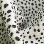 Мебельная ткань Искусственный мех  белый леопард 90 см T5-3 варинант исполнения - 1 | Loft Concept в Твери