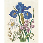 Книга цветов 22 постера Maria Sibylla Merian: 22 Pull-Out Posters варинант исполнения - 6 | Loft Concept в Твери