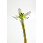 Статуэтка тропический фрукт Pandora Tropical Fruit Orange Two Flowers варинант исполнения - 3 | Loft Concept в Твери