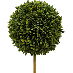 Декоративный искусственное растение Boxwood One варинант исполнения - 2 | Loft Concept в Твери