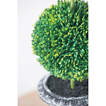 Декоративный искусственное растение Double boxwood варинант исполнения - 6 | Loft Concept в Твери
