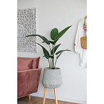 Декоративный искусственное растение Decor Stile  варинант исполнения - 6 | Loft Concept в Твери