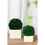 Декоративный искусственное растение Square boxwood варинант исполнения - 4 | Loft Concept в Твери