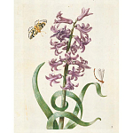 Книга цветов 22 постера Maria Sibylla Merian: 22 Pull-Out Posters варинант исполнения - 2 | Loft Concept в Твери