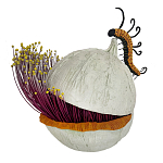 Статуэтка фантастический фрукт Exotic Tropical Fruit orange and white 67 варинант исполнения - 4 | Loft Concept в Твери