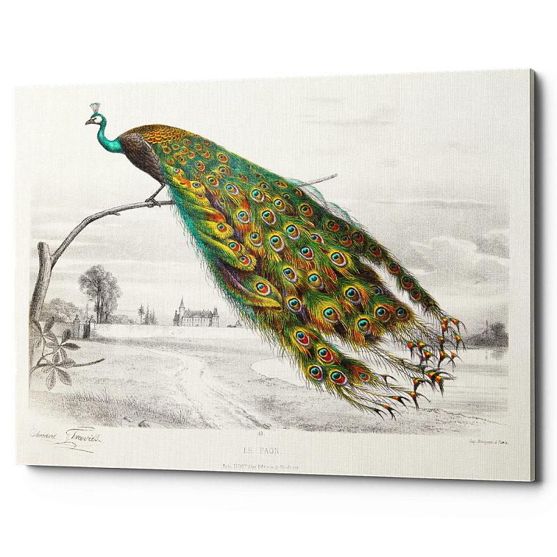 Постер на холсте с изображением павлина на ветке Majestic Peacock on a Tree Poster Белый Мульти Постер на холсте с изображением павлина на ветке Majestic Peacock on a Tree Poster Белый Мульти в Твери | Loft Concept