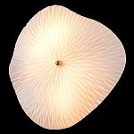 Бра в форме лепестка с рельефной текстурой FLOW варинант исполнения - 1 | Loft Concept в Твери