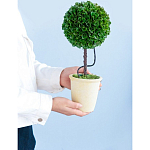 Декоративный искусственное растение Single boxwood варинант исполнения - 8 | Loft Concept в Твери