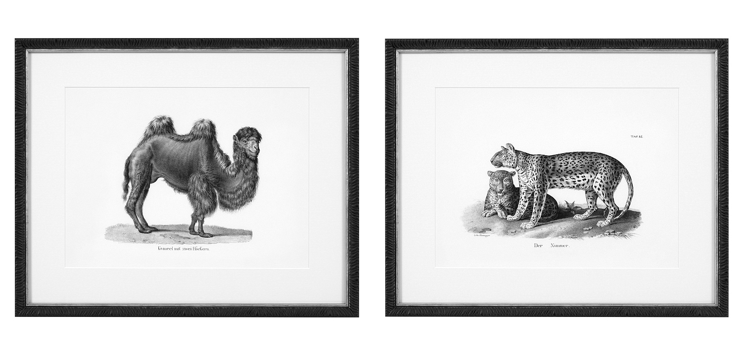 Комплект постеров Eichholtz Prints Historical Animals set of 6 Комплект постеров Eichholtz Prints Historical Animals set of 6 - Loft-Concept в Твери