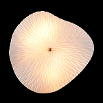 Бра в форме лепестка с рельефной текстурой FLOW варинант исполнения - 3 | Loft Concept в Твери