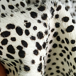 Мебельная ткань Искусственный мех  белый леопард 90 см T5-3 варинант исполнения - 3 | Loft Concept в Твери