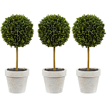 Декоративный искусственное растение Boxwood One варинант исполнения - 1 | Loft Concept в Твери