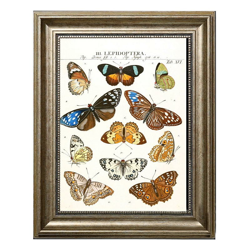 Постер Butterfly Collection Постер Butterfly Collection в Твери | Loft Concept