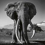 Книга Beusker. Look into my Eyes варинант исполнения - 5 | Loft Concept в Твери