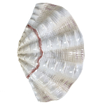 Фигурка из фарфора в виде одной створки ракушки Marine Tridacna варинант исполнения - 1 | Loft Concept в Твери