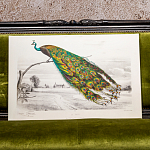 Постер на холсте с изображением павлина на ветке Majestic Peacock on a Tree Poster варинант исполнения - 4 | Loft Concept в Твери