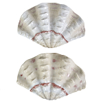 Фигурка из фарфора в виде одной створки ракушки Marine Tridacna варинант исполнения - 2 | Loft Concept в Твери